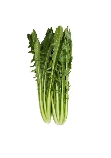 Piante di Cicoria Catalogna 